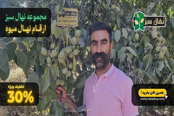 راهنمای خرید نهال گردو اصلاح شده ضمانتی و معتبر